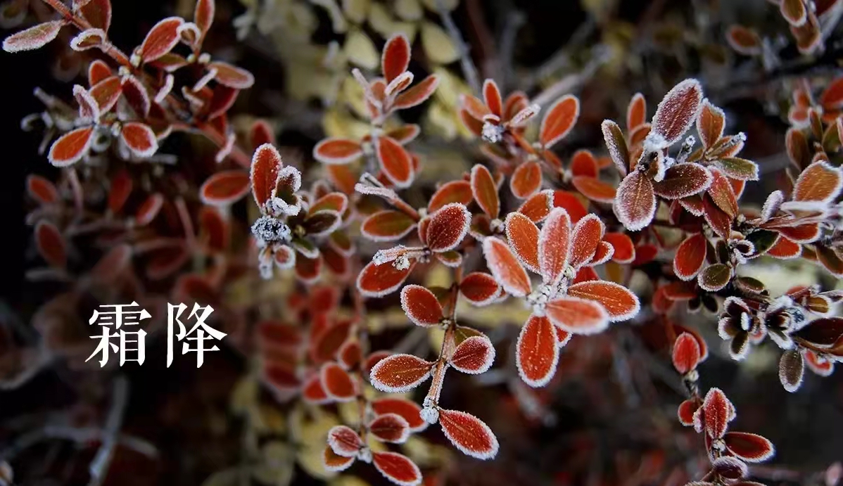 霜降 | 天凉霜重,养生正当时