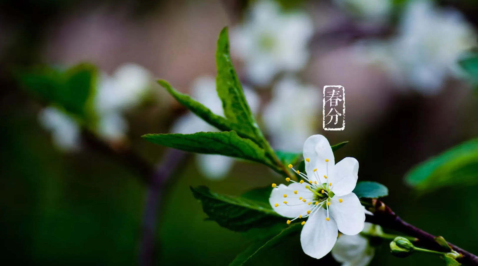 春分养生很简单!记住这3点,舒坦过春天