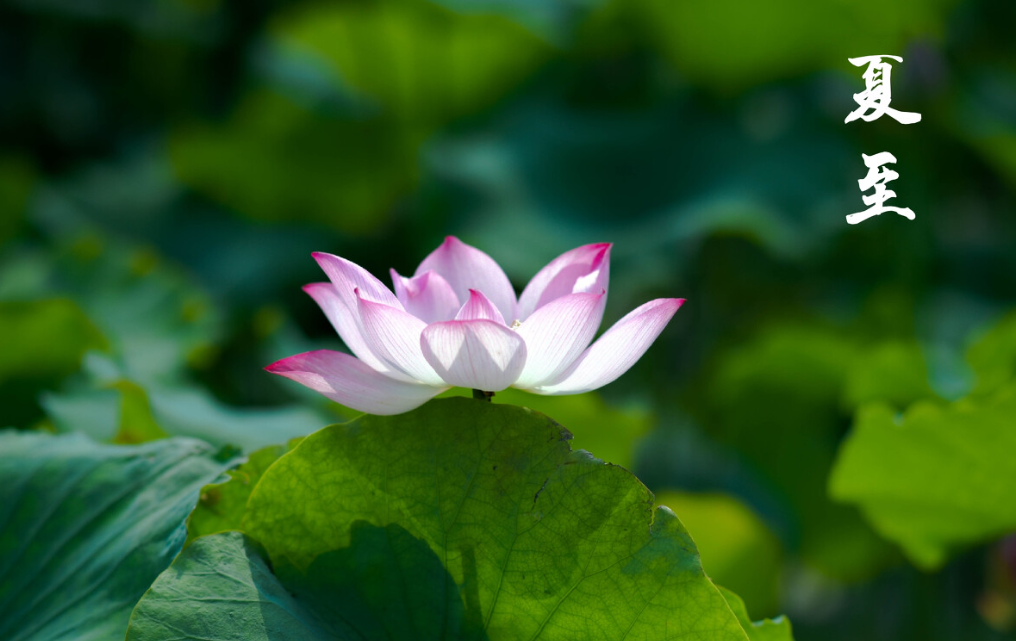 夏至将至:在最长的白昼,寻一份闲适清凉